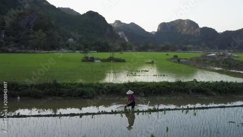 Worker Planting Rice in the Paddy Field