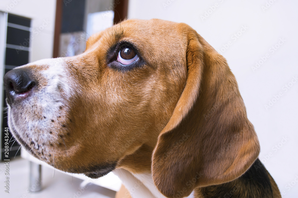 cute beagle dog lies on the floor close-up