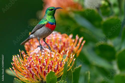 Southern double-collared sunbird or lesser double-collared sunbird (Cinnyris chalybeus) photo