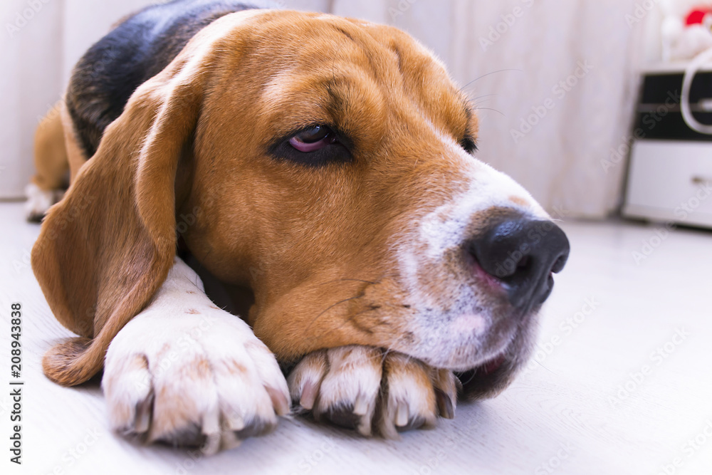 cute beagle dog lies on the floor close-up cute beagle dog lies on the floor close-up