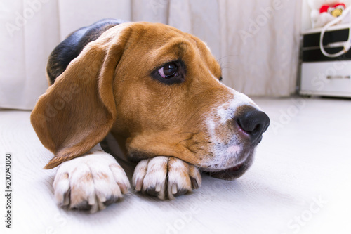 cute beagle dog lies on the floor close-up
