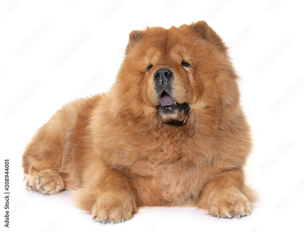 Obraz premium chow chow dog