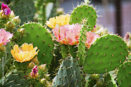 beautiful cactus flower