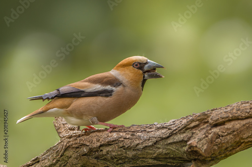 hawfinch © Andre