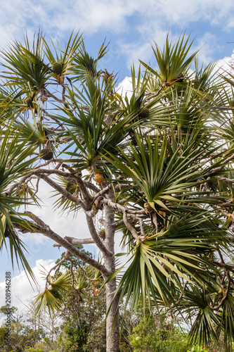 Detail of a palm with its fruits at La Gran Piedra mountain, Cuba