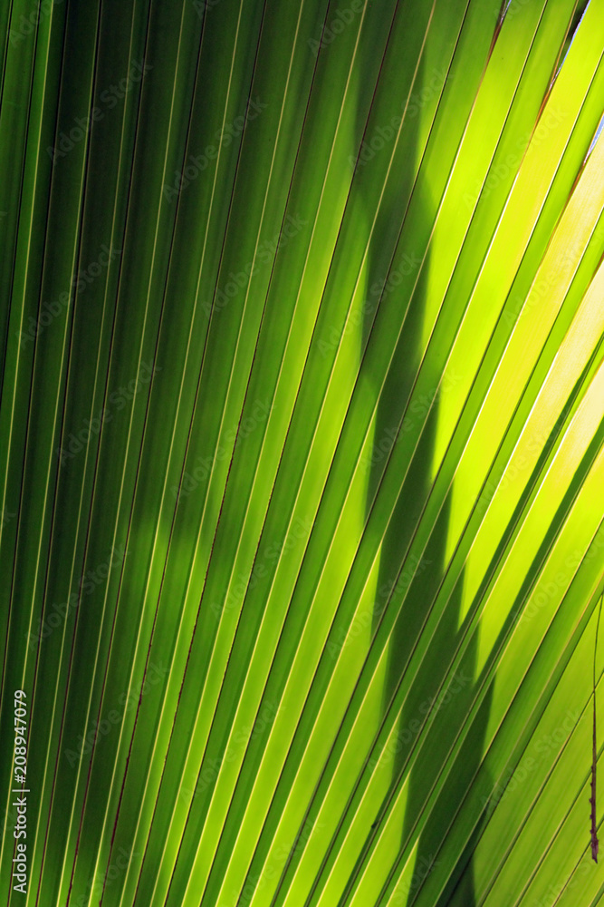 Obraz premium Leaf of palm in Vallée de Mai Nature Reserve, Praslin, Seychelles 