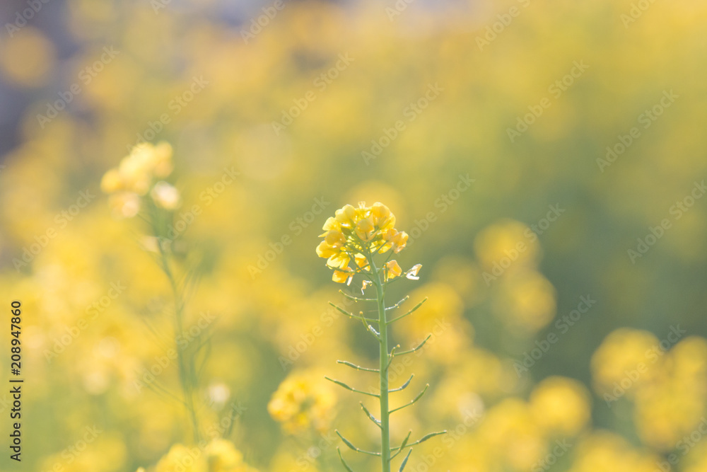 菜の花 菜の花
