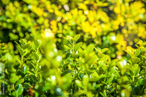 Fototapeta Naklejka Na Ścianę i Meble -  close up view of boxwood bushes with green foliage and sunlight background