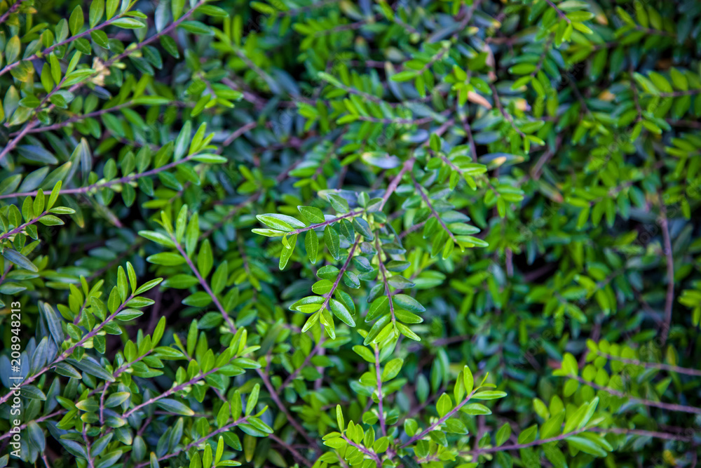 close up view of bushes with green foliage background close up view of bushes with green foliage background