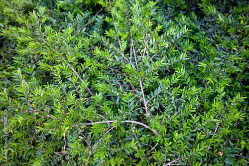 close up view of bushes with green foliage background
