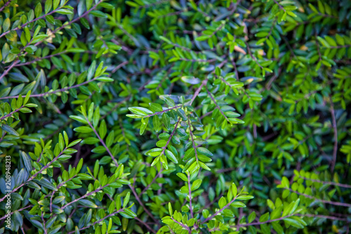 close up view of bushes with green foliage background