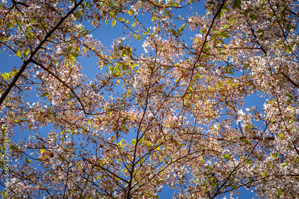 close up view of blooming cherry tree against blue sky close up view of blooming cherry tree against blue sky