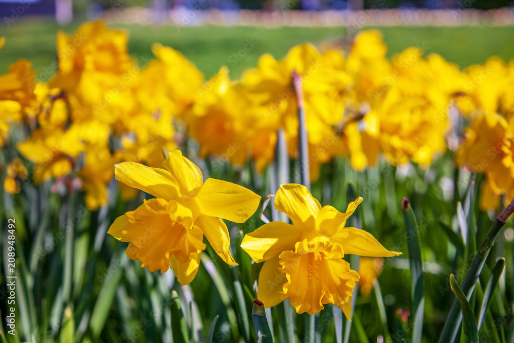 Obraz premium close up view of beautiful yellow narcissus flowers