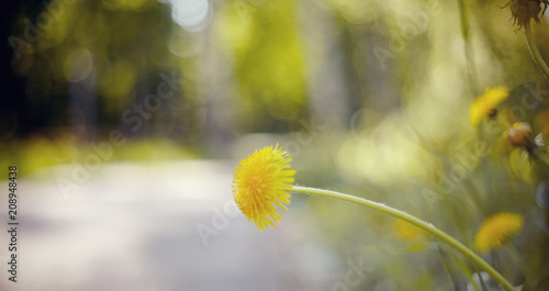 Fototapeta Naklejka Na Ścianę i Meble -  Abstract background with a yellow flower - a dandelion