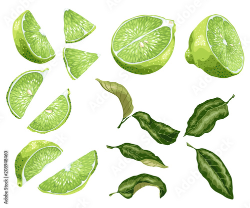 Lime parts set with lime fruit  halves of a fruit and its slices in realistic graphic vector illustration