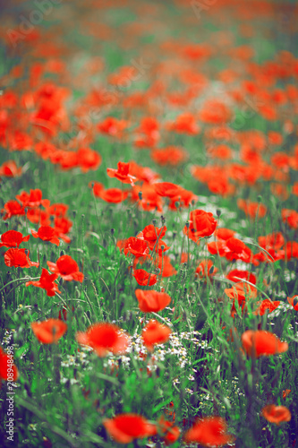 beautiful summer meadow with poppies and chamomile, can be used as background 