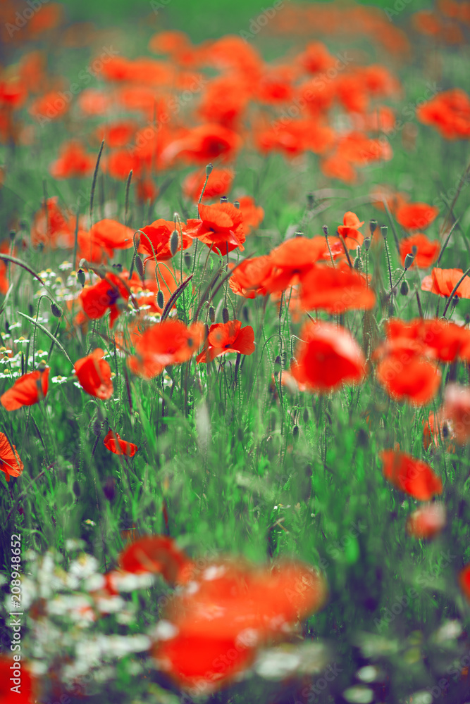 beautiful summer meadow with poppies and chamomile, can be used as background 