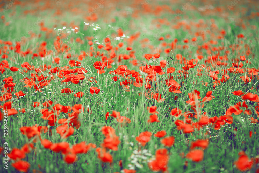 beautiful summer meadow with poppies and chamomile, can be used as background 