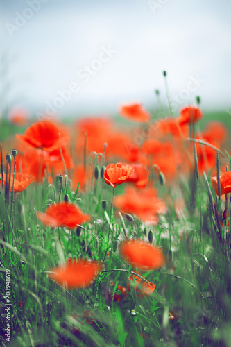 Fototapeta Naklejka Na Ścianę i Meble -  beautiful summer meadow with poppies and chamomile, can be used as background 