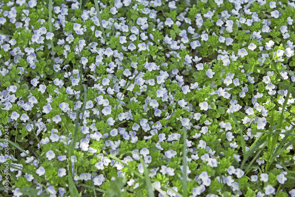 beautiful  little blue wildflowers