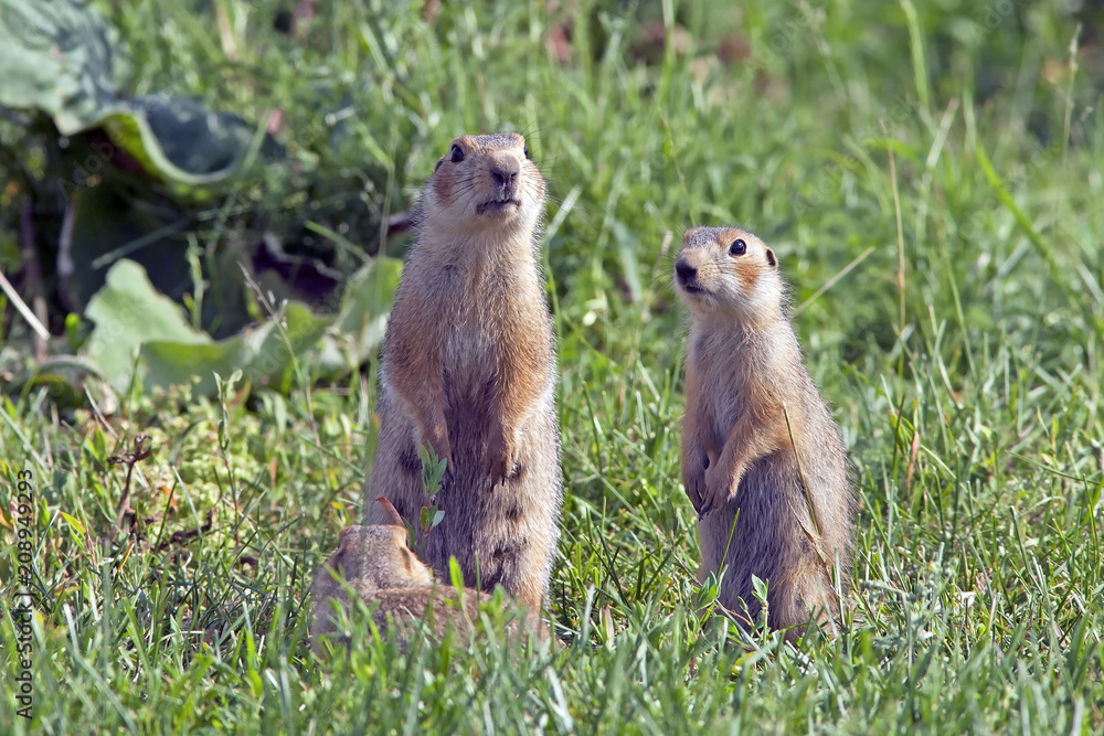 fluffy cute gophers sitting in a meadow fluffy cute gophers sitting in a meadow