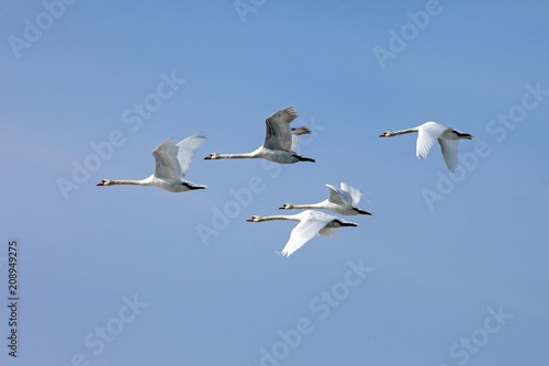  flock of white swans flying  on the background blue sky