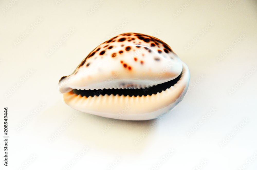 leopard shell white brown in point decorative on white slit background leopard shell white brown in point decorative on white slit background