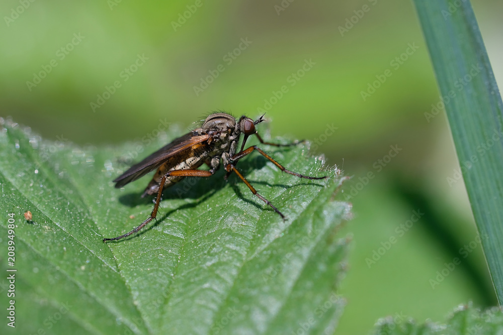 Raubfliege beim dösen in einer Makroaufnahme Raubfliege beim dösen in einer Makroaufnahme