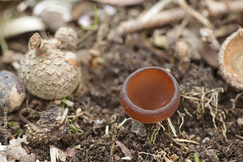 Anemone cup, Dumontinia tuberosa, wild mushroom from Finland