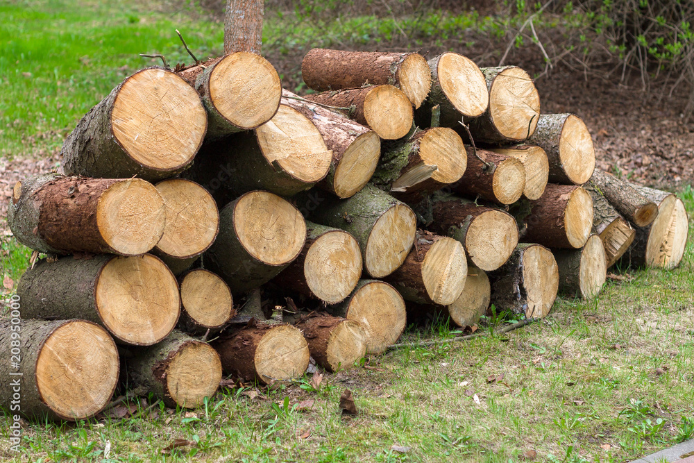 Wooden logs of pine woods in the forest, stacked in a pile. Wooden logs of pine woods in the forest, stacked in a pile.