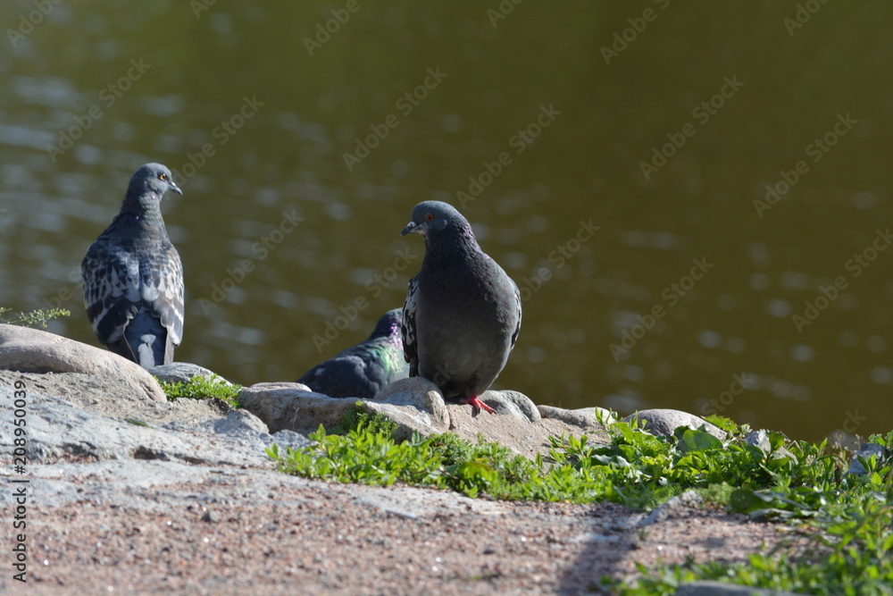 Fototapeta premium birds