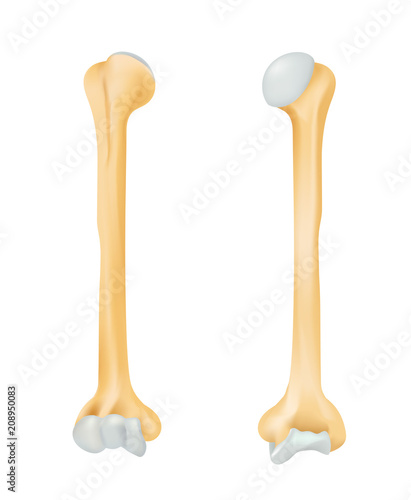 The humerus bone