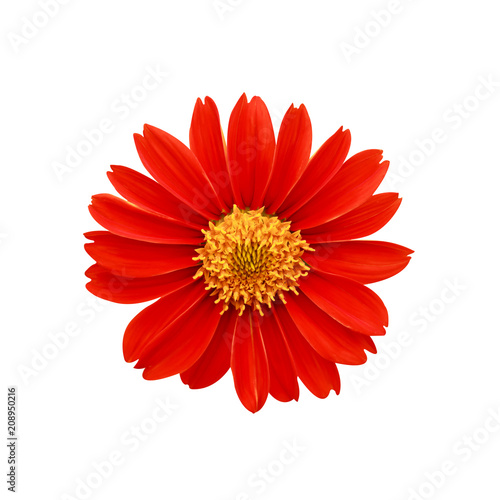 Red flowers , clipping path included.