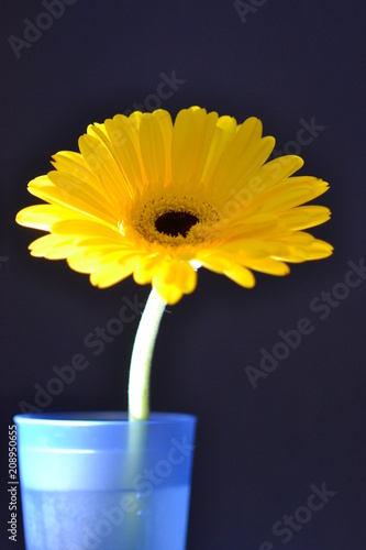 gerbera flower amber flora nature chamomile summer