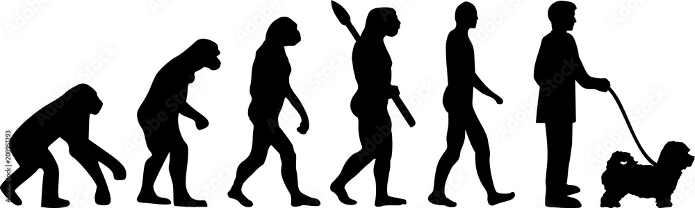 Obraz premium Maltipoo evolution