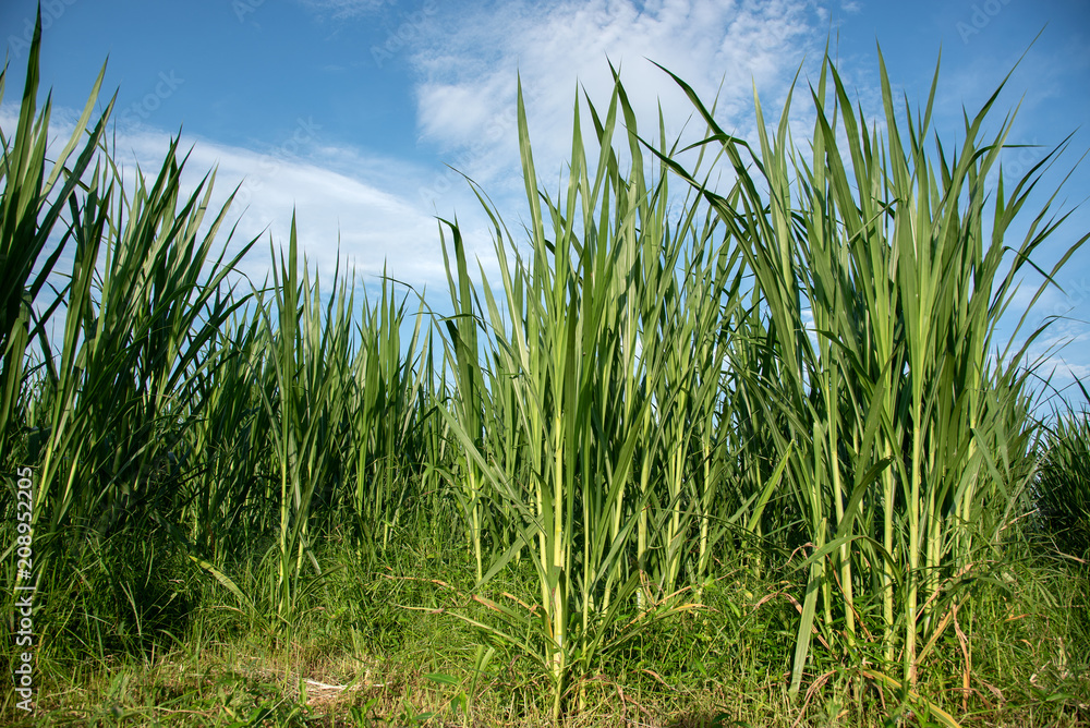 Vetiver grass, penny stocks, sugar cane in the blue sky and white clouds in Asia.