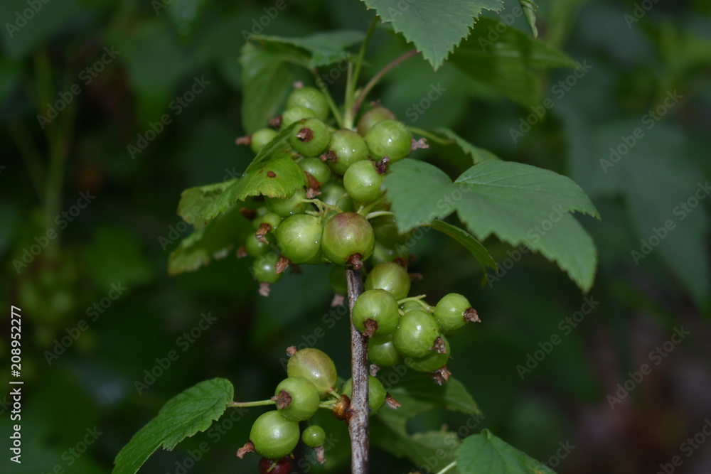 close-up of a green berries of black currant on a branch with leaves in a summer garden on a soft green blurred background close-up of a green berries of black currant on a branch with leaves in a summer garden on a soft green blurred background