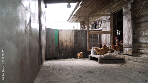 The hens are laying hens in the household. Hen in the yard. White chicken roost stands at the entrance to his house. Chicken in the hen preparing to enter to lay an egg. © Ruslan