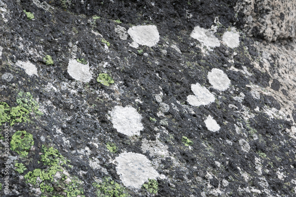 Macro of Granite Moss Wallpaper Pattern Bornholm Denmark Macro of Granite Moss Wallpaper Pattern Bornholm Denmark