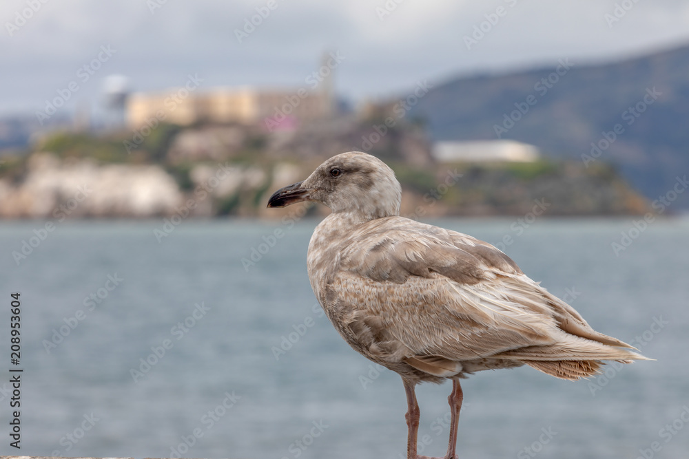 Seagull in front of Alcatrax Seagull in front of Alcatrax