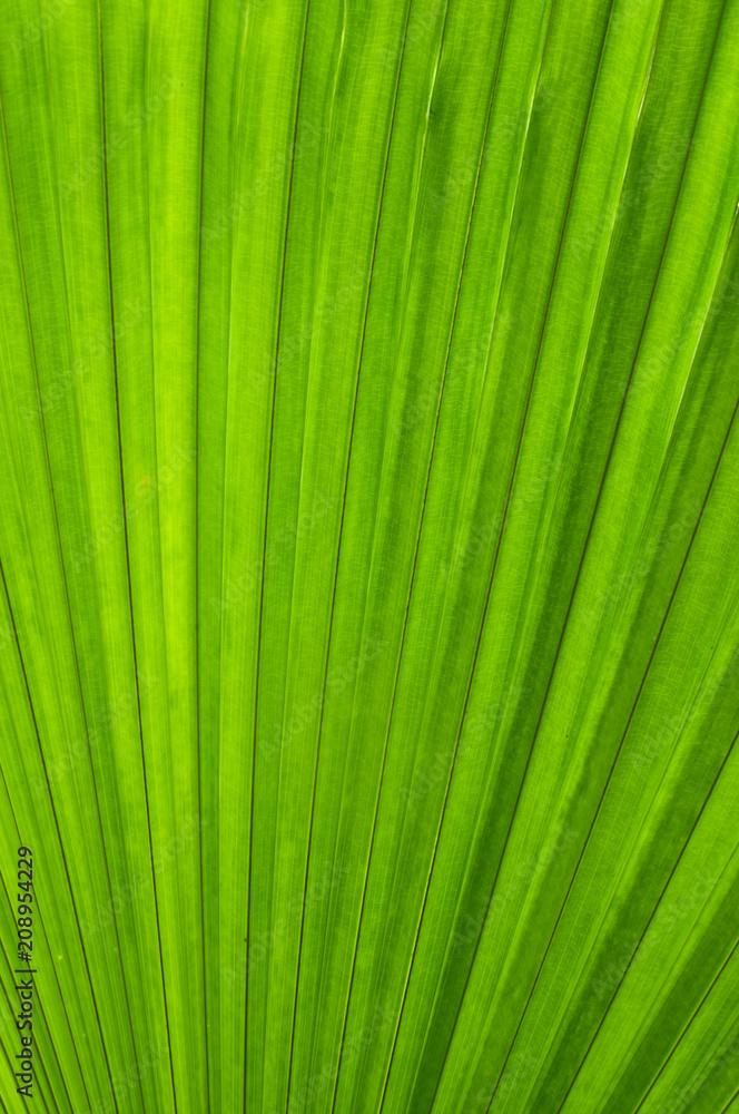 Palm leaf detail Palm leaf detail