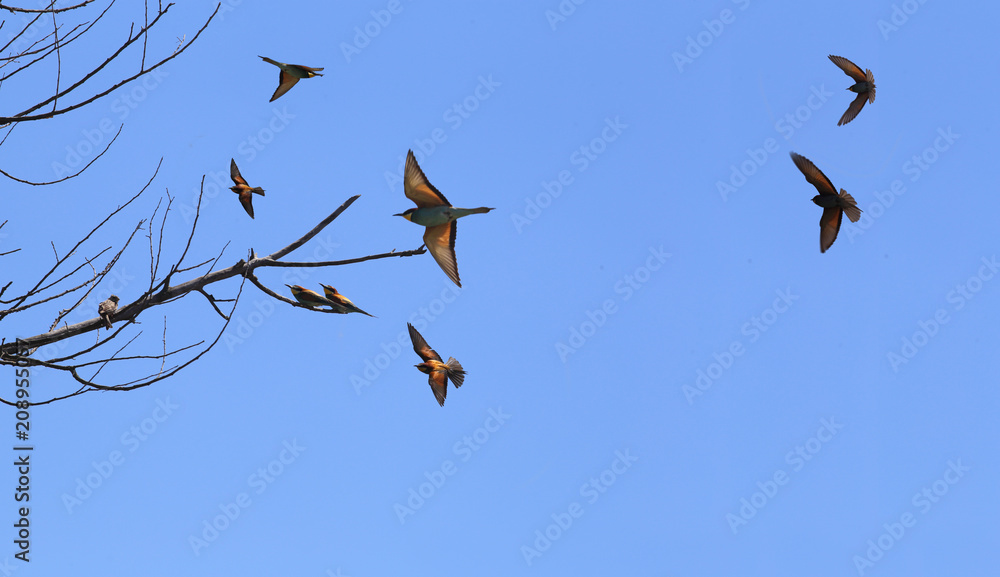 Birds are bee-eaters. Alarmed A flock of bee-eaters fly the background of the blue sky... Birds are bee-eaters. Alarmed A flock of bee-eaters fly the background of the blue sky...