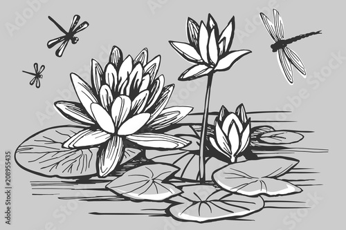 White flowers of a water lily