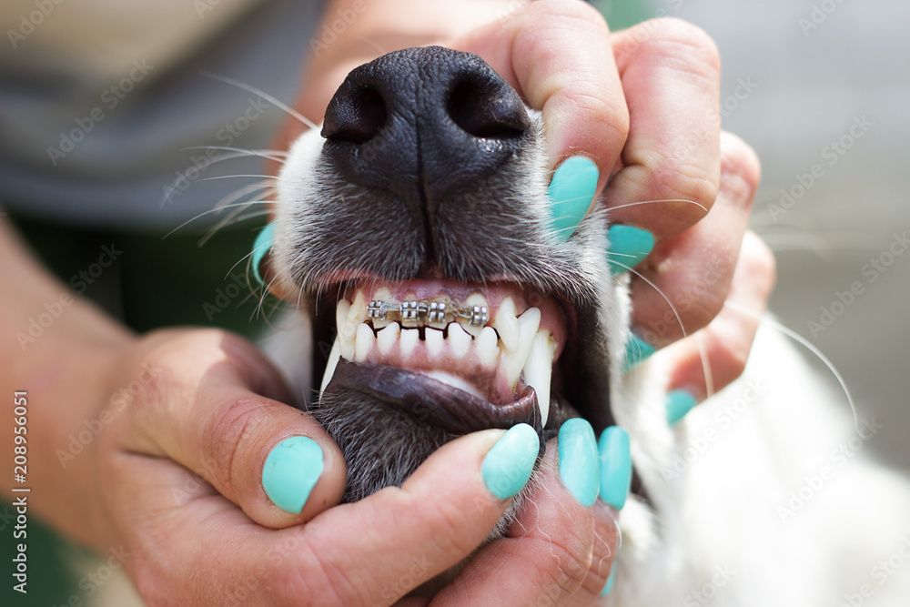 dog's teeth braces - obrazy, fototapety, plakaty 