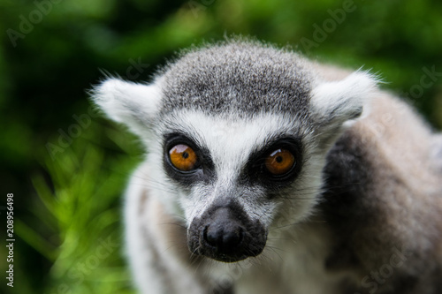 Ring-tailed lemur close up, head and part of body only © Nikole Kelly Hill 