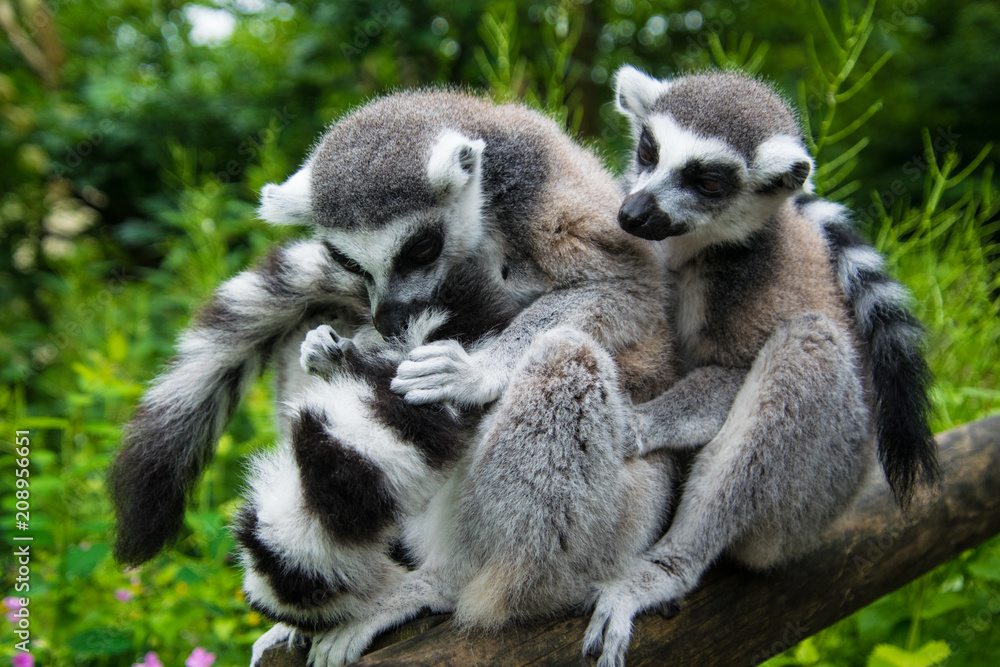 Fototapeta premium Two ring-tailed lemurs sitting next to each other