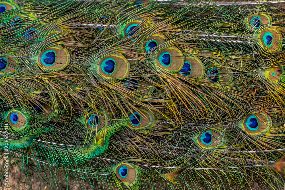 Obraz premium Colorful peacock feathers,Shallow Dof. peacock feathers pattern. Peacock tail details.
