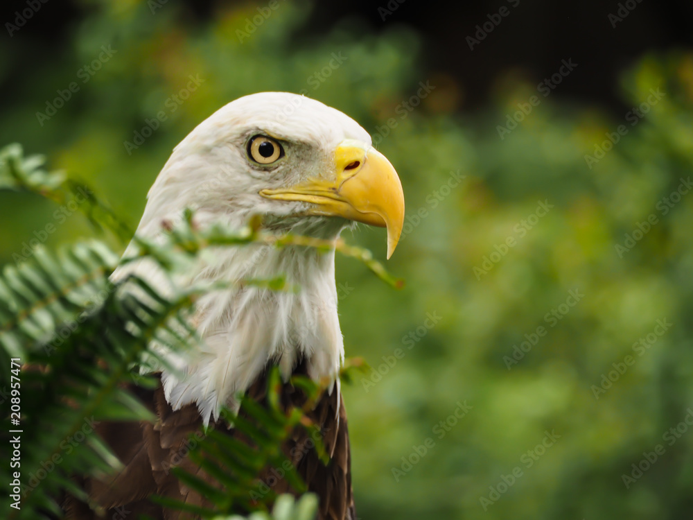 Obraz premium American Bald Eagle Watching