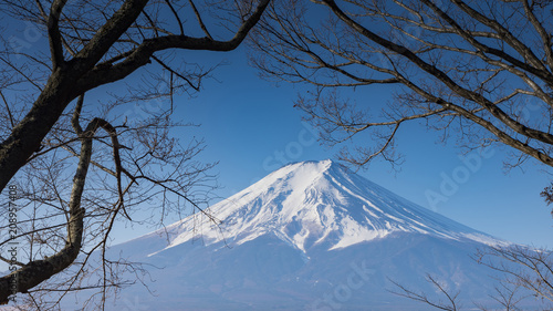 Mount Fuji with tree and blue sky   Japan