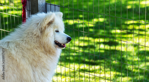 Fototapeta Naklejka Na Ścianę i Meble -  Cachorro branco 